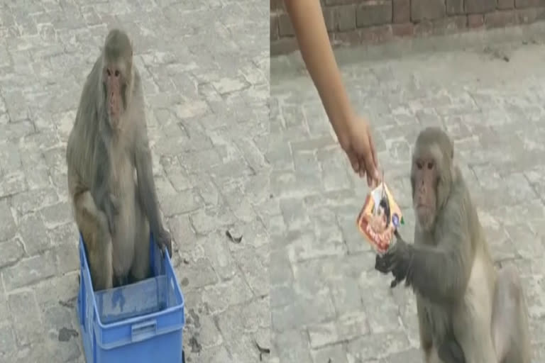 girl tanya helped a monkey in ghaziabad