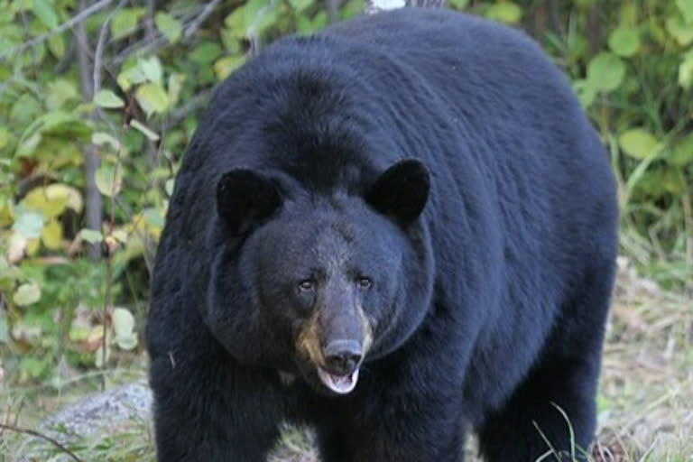 Villagers upset due to bear panic in Rampur