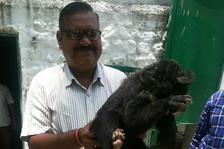 bear in renuka ji mini zoo