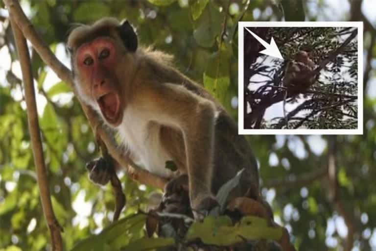 UP meerut monkeys run away with covid-19 samples