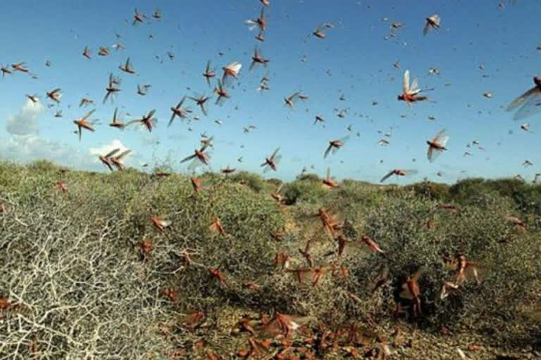 kanpur administration issue alert against locust attack