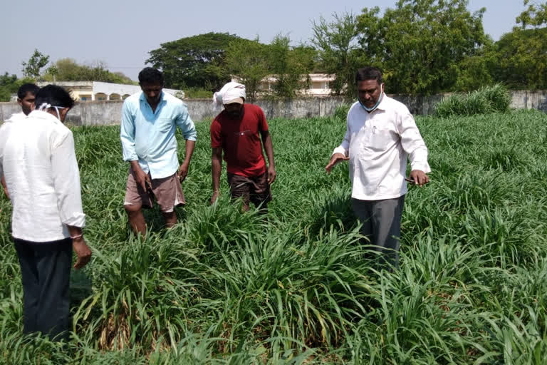 farmers worry about locust in mahabubabad district