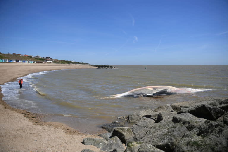 fin whale  Essex beach  Razorback  ഫിൻ തിമിംഗലം  എസെക്‌സ് കടൽതീരം  റേസർബാക്ക്