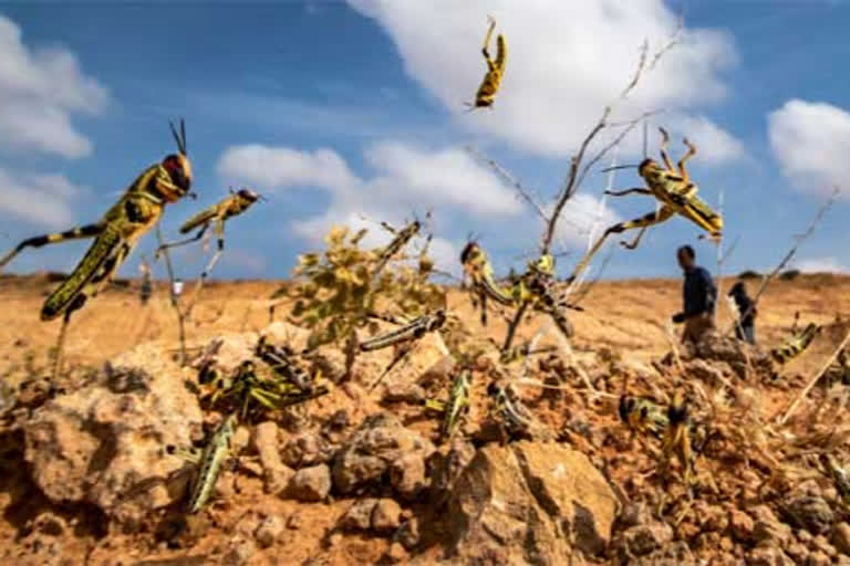 Locust swarms will continue to enter India till mid July: Dr KL Gurjar