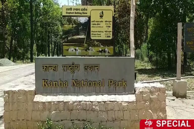Employees are unemployed in Kanha National Park due to lockdown in mandla