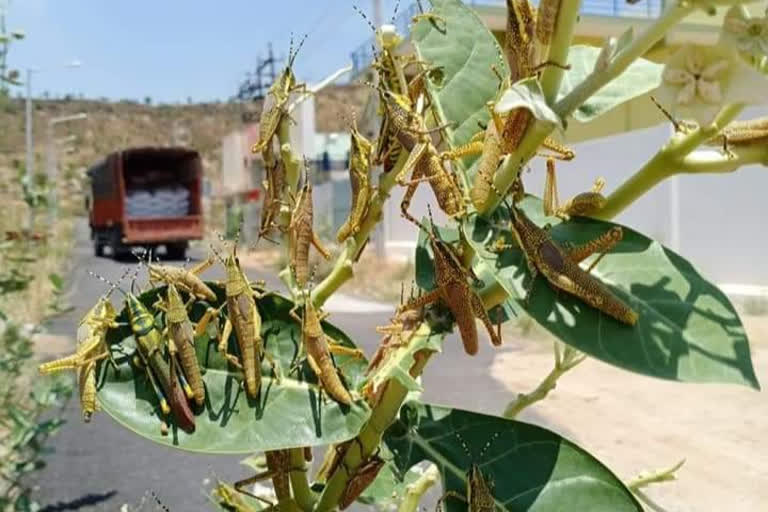 Dangerous Insects finds in Madhugiri