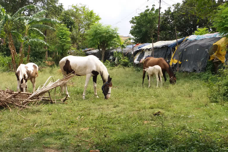 horse reliant businessman facing economic crisis