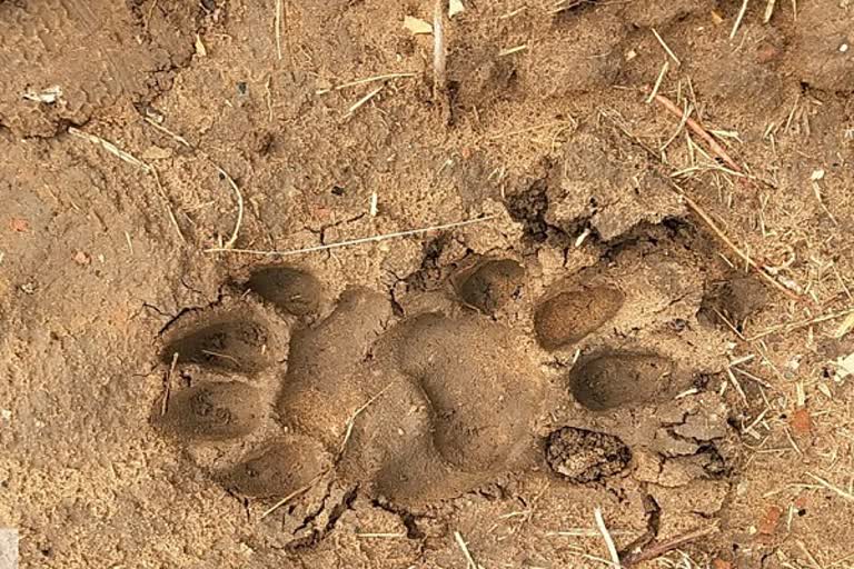 Tiger wandering at Bellampalli in manchiryala district