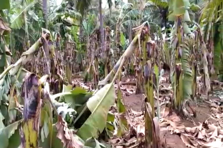 banana-trees-damaged-by-heavy-rains-farmers-request-for-relief