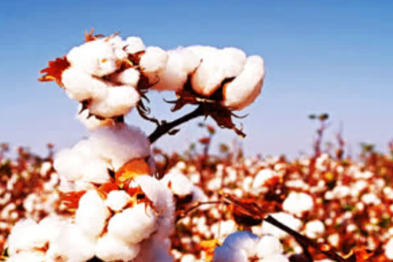 cotton yeilds average
