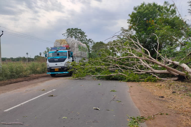 rain effect in kumuram bheem asifabad district