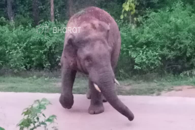 Forest elephants in Sakaleshapura