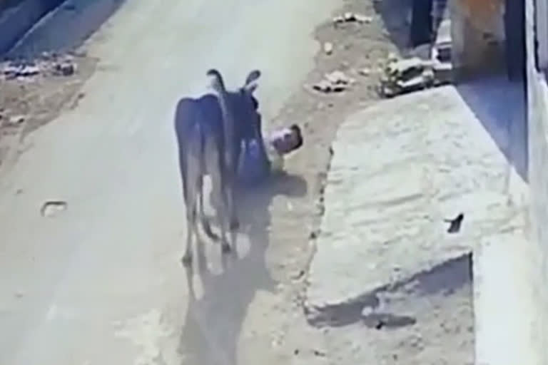 ox attack on street