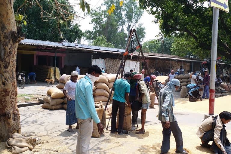 only-40-percent-of-the-target-has-been-purchased-of-wheat-in-shahjahanpur