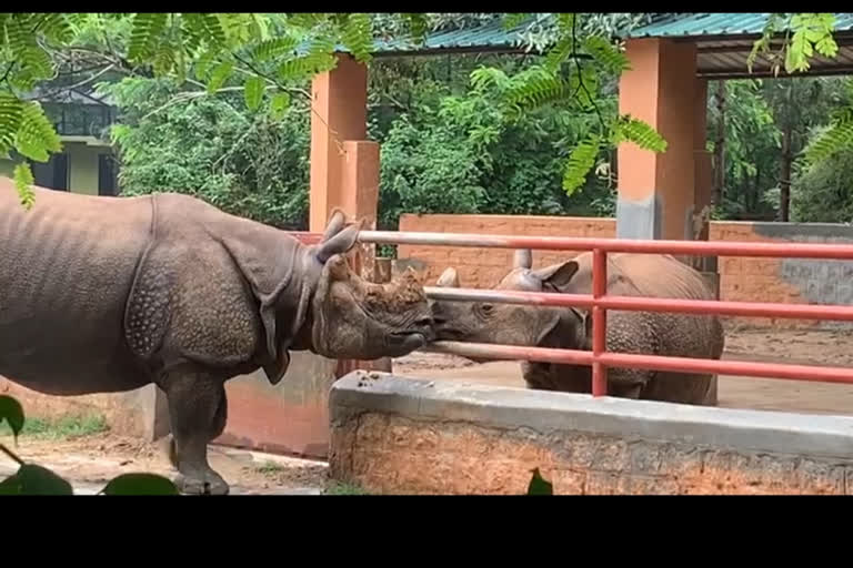 Bubbly-Virat Kissing Video Viral at Mysore Zoo