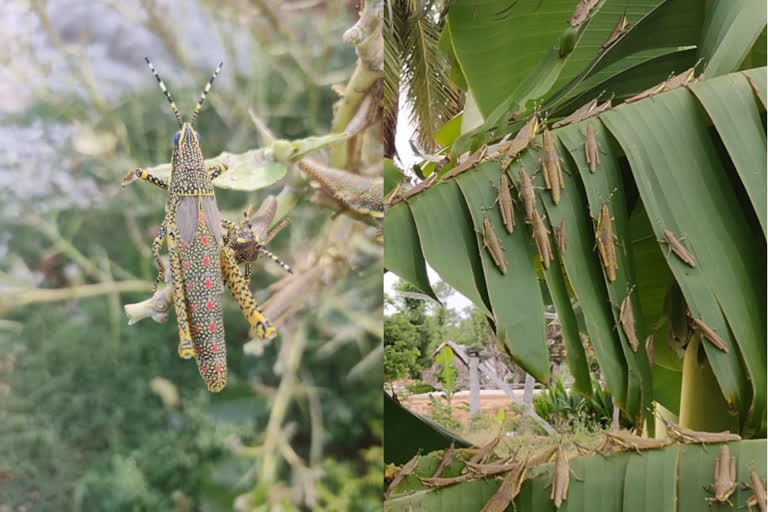 Hundreds of locusts invade Krishnagiri: people in panic