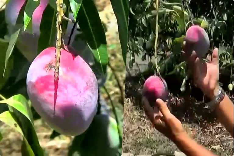 Sugar-free mango growing in Gir will be available in market or diabetics