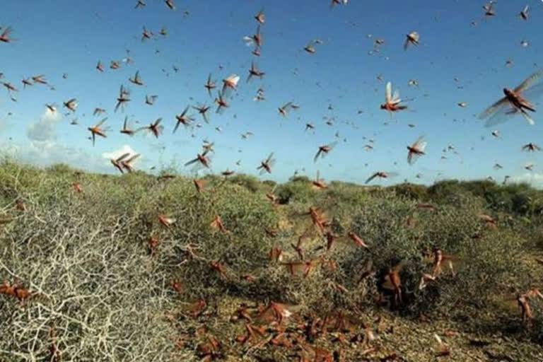 Fear among farmers over locusts attack in sangrur