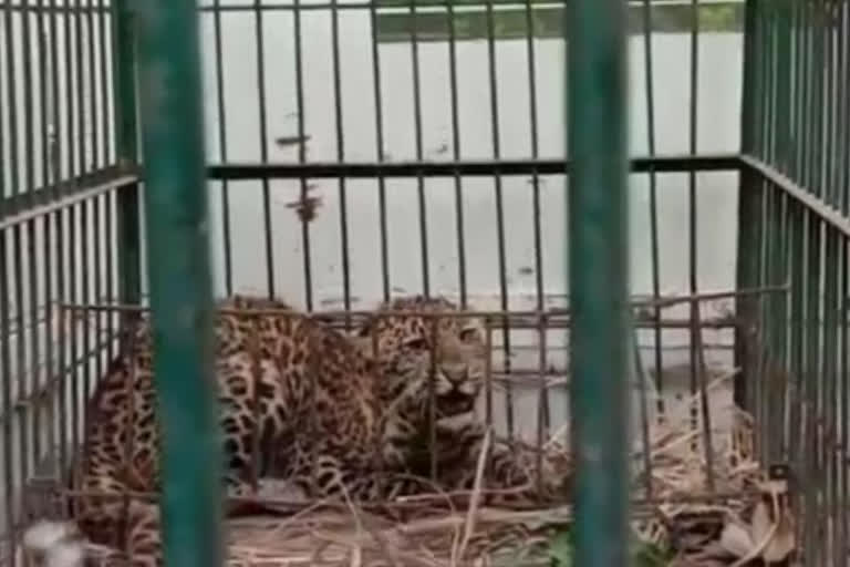 forest department caught leopard  Itiathok village of Gonda  rescued the leopard cub  leopard cub in Gonda  ഉത്തര്‍പ്രദേശ്  പുള്ളിപ്പുലി  വനംവകുപ്പ്  പുള്ളിപ്പുലിയെ പിടികൂടി