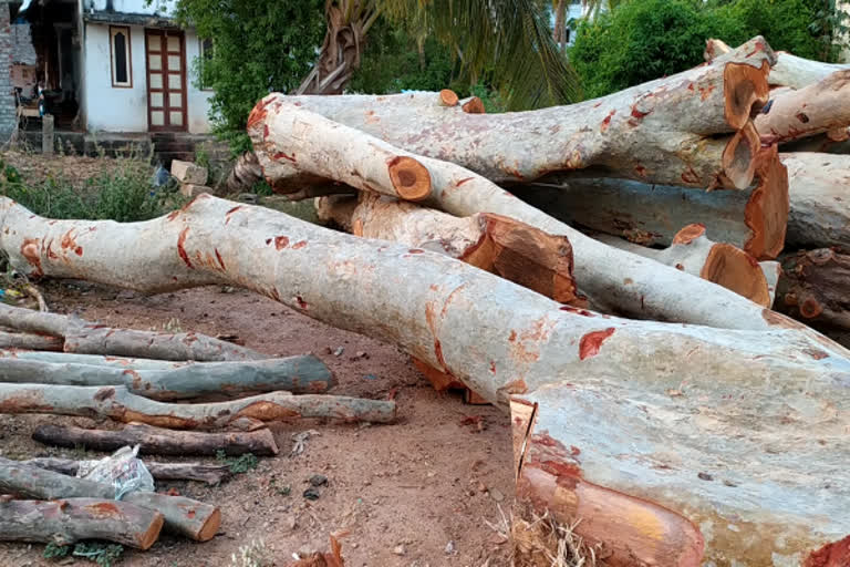 forest-department-action-on-officers-involved-in-timber-trafficking