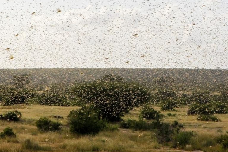 Massive locust attack in Madhya Pradesh, farmers appeal to govt for help