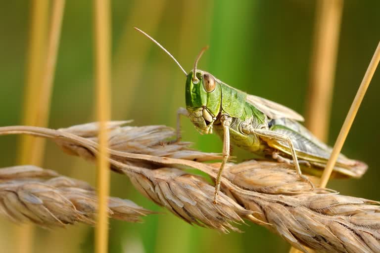 Locust