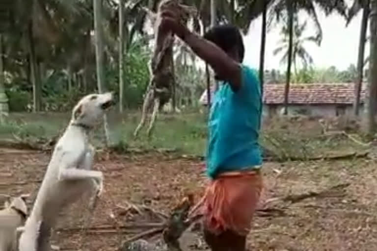 TikTok video of died rabbit feed to dogs get viral; 3 youngsters arrested