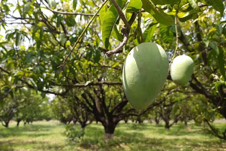 Mangoes not sold in lockdown