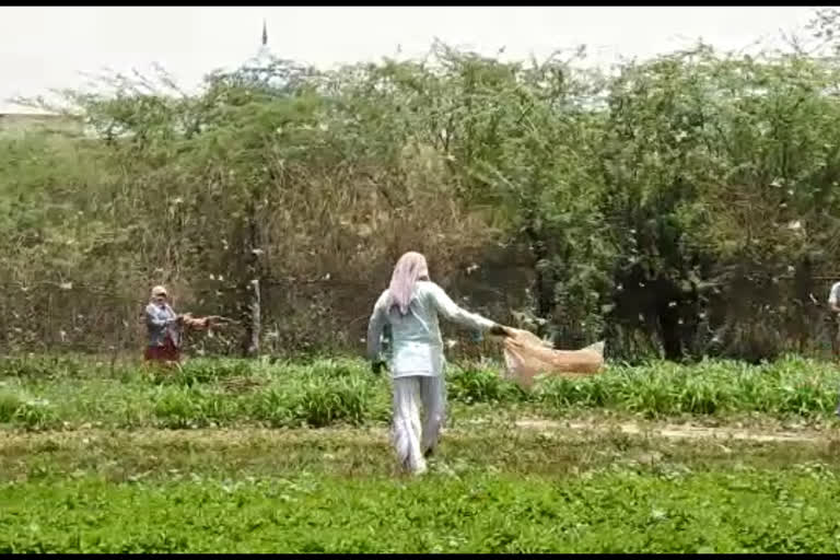 Sanjib Kr Baruah  locust  locust attack  മണ്‍സൂണിന് മുന്‍പ് വെട്ടുകിളിക്കൂട്ടങ്ങളെ നിയന്ത്രിക്കണമെന്ന് നിര്‍ദേശം  വെട്ടുകിളി ആക്രമണം