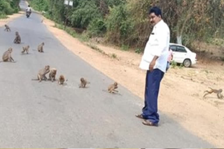 animal lover distribute food to monkeys in khammam district