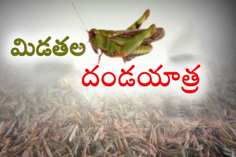 Massive Locust attack in Madhya Pradesh