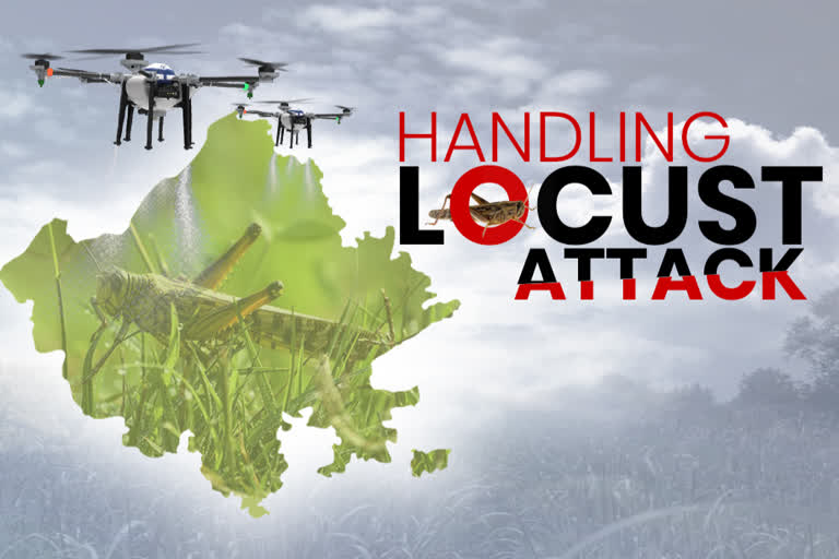 All you need to know about how Rajasthan is tackling the locust attack!