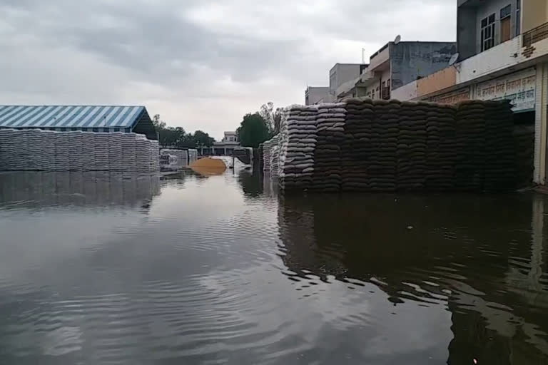 wheat crops kept in grain market wet in rain in Gohana