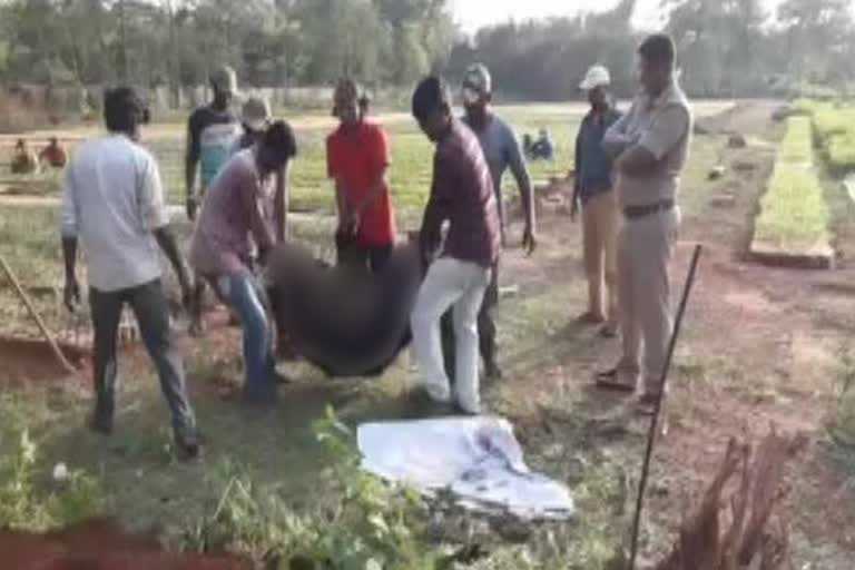 The bear died in search of food in jajpur