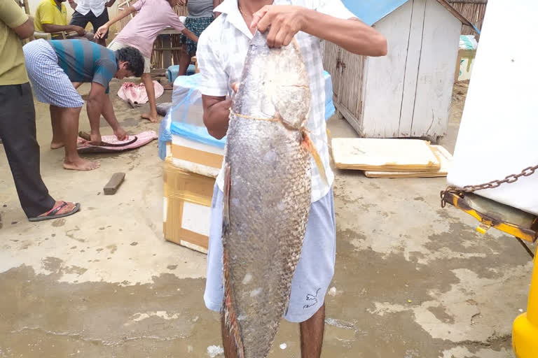 25 kg of kachidi fish