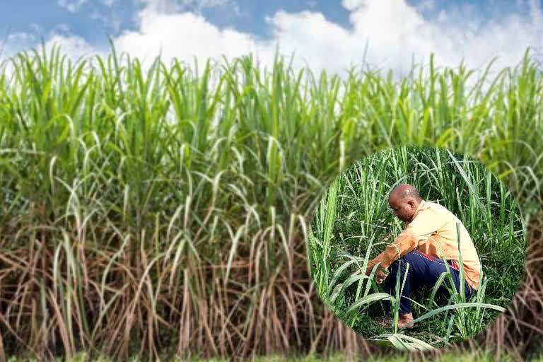 Sugarcane farmers get relief from rain