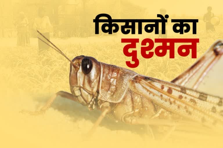 locusts-attack in rajasthan