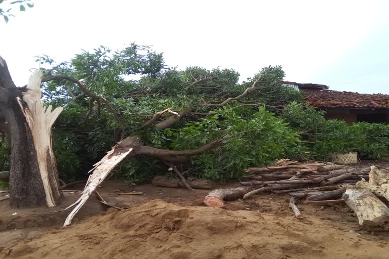 mango-tree-fell-at-home-due-to-storm