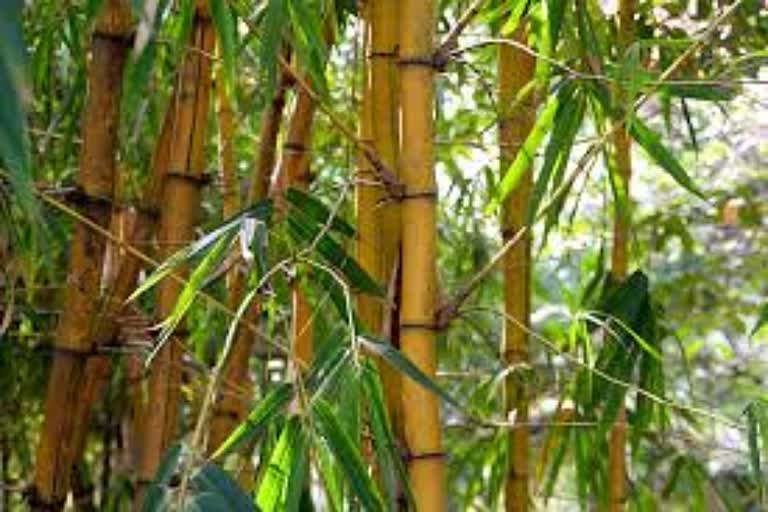 Bamboo industry can give jobs to the unemployed after lockdown