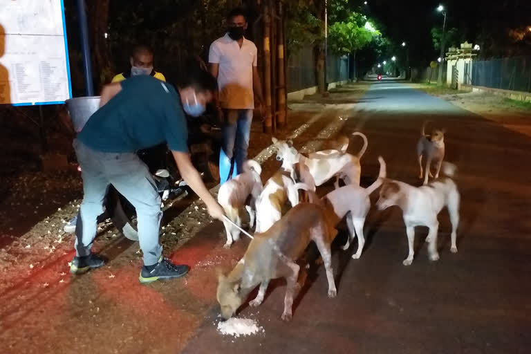 লকডাউনে পথ কুকুরদের খাওয়ানোর দায়িত্ব নিয়েছে বোলপুরের একদল যুবক-যুবতি