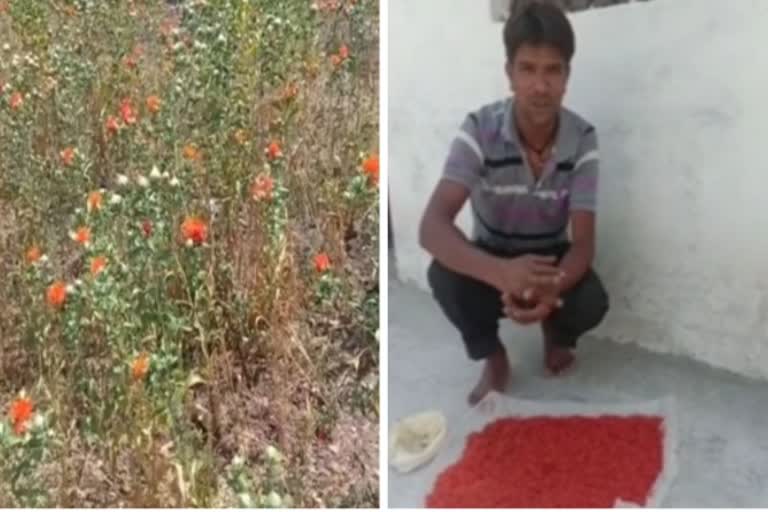 Saffron can be grown in Uttarakhand