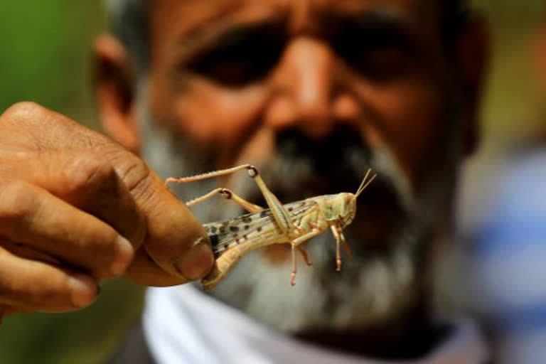 एअर इंडिया और स्पाइस जेट के विमानों से टिड्डी दल पर होगा हवाई स्प्रे