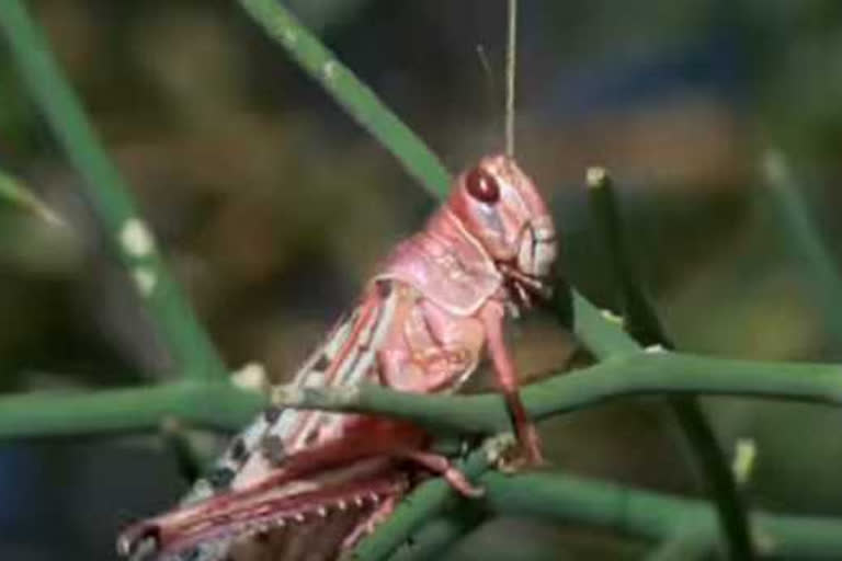 Serotonin: A common brain chemical that causes locusts to grow