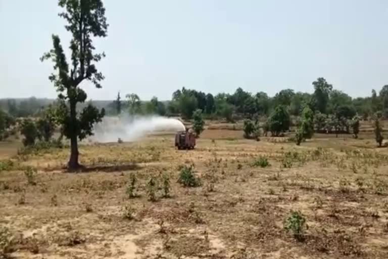 locust swarm in koriya