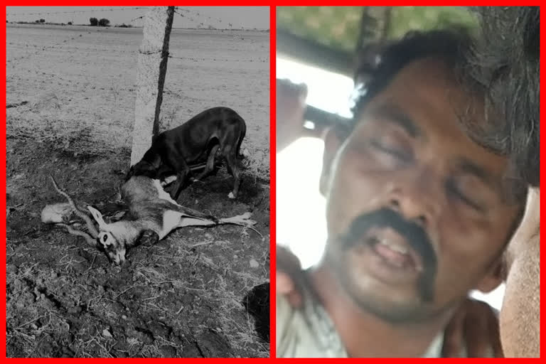 farmer gets injured and deer died due to shock circuit at uravakonda in ananthapur district