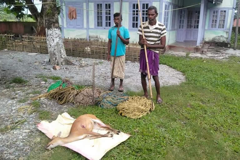 poachers nabbed along with hunted deer in kokrajhar