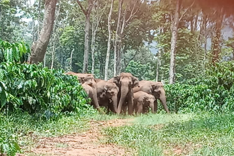 Elephant attack: destruction of large-scale crop of farmers in Sakleshpur