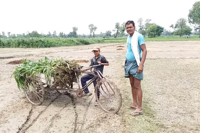 کسان لاک ڈاؤن اور موسم سے پریشان