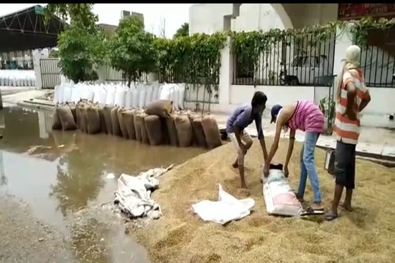 Wheat crop, Wheat crop, राजस्थान न्यूज, धान मंडी श्रीगंगानगर न्यूज,  Sriganganagar News,   Rajasthan News,