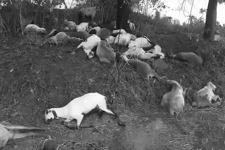 thirty sheeps died with thunder storm in sayampeta